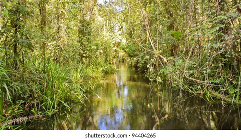 Peat Swamp Forest In Thailand