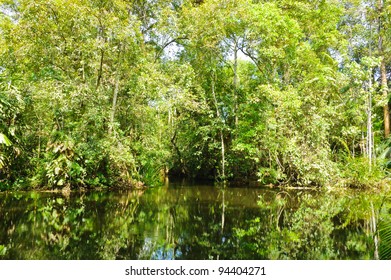 Peat Swamp Forest In Thailand