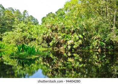 Peat Swamp Forest In Thailand