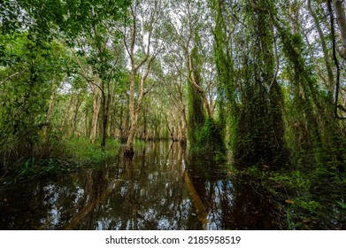 Peat Swamp Forest Wetlands At Rayong Botanical Garden, Rayong, Thailand.