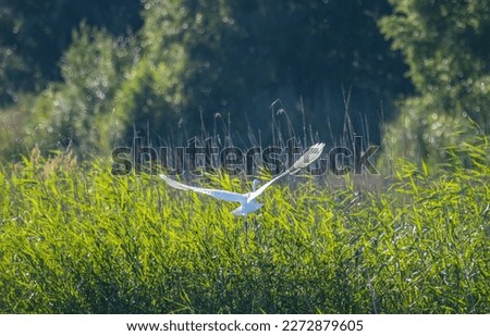 Peat-forest. White great egret (Egretta alba) on a swampy pond. Bird takeoff - Wide flapping wings for vertical takeoff in thickets, long legs for flood marches. Evolutionary adaptations