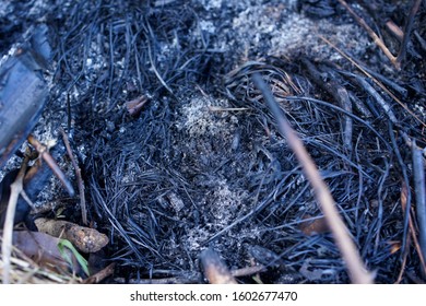 Peatland Fires In Jambi Indonesia