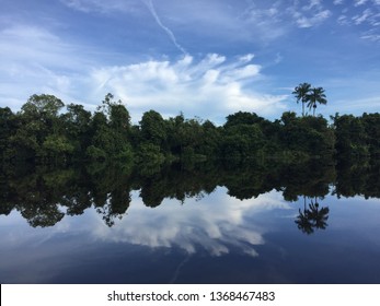 Peatland  Forest In South Sumatra