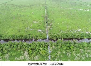 Peatland At Sumatra Rain Forest