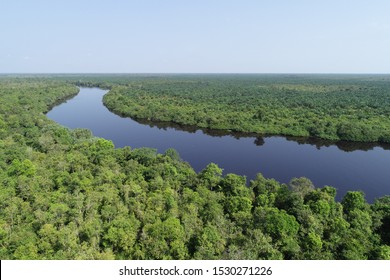 Peatland At Sumatra Rain Forest