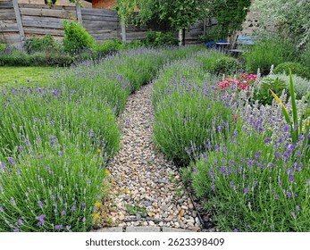 A pebble path between lavender beds in a country garden. Czech Republic, Europe.