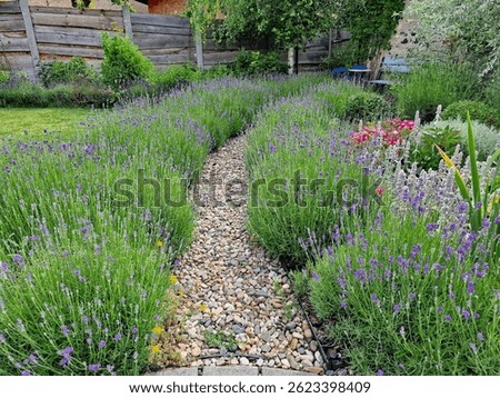 A pebble path between lavender beds in a country garden. Czech Republic, Europe.
