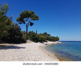 A Pebble Stone Beach Dominated By  Large Pine Tree On A Sunny Day