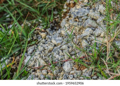 Pebbles on the green grass are perfect for a background or wallpaper.