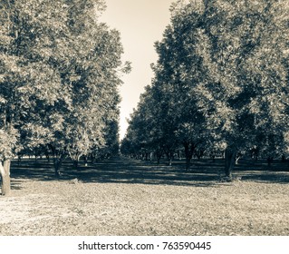 Pecan Farm In Georgia