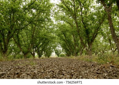 Pecan Grove