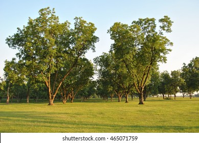 Pecan Grove Landscape