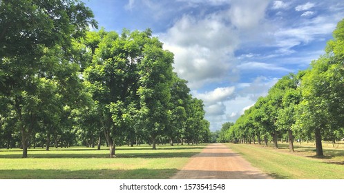 Pecan Grove In Texas Wide