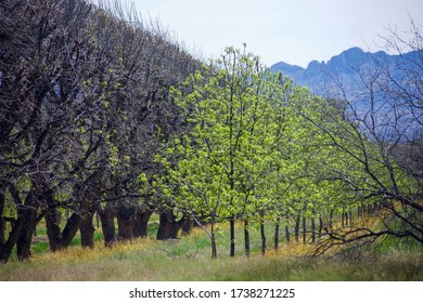 Pecan Groves with mountain backdrop 2