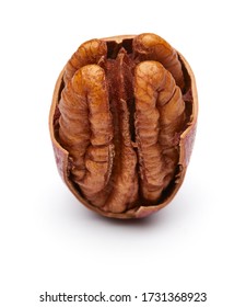 Pecan Isolated on White Background