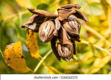 Pecan nut cluster with a green and yellow mixed autumn background
