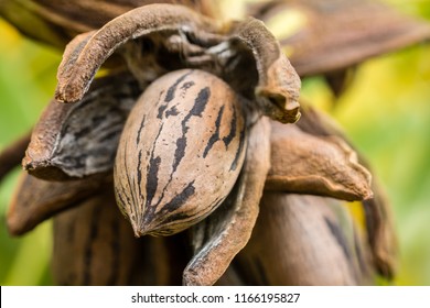 Pecan nut with husk fully open, ready for harvest