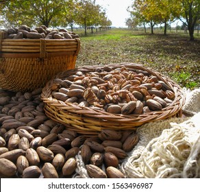 Pecan nut producers, with the first harvest of the year. Trees loaded with nuts