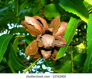 pecan nuts on the tree