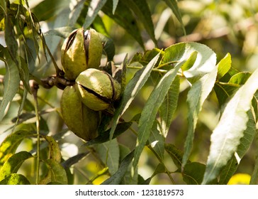 Pecan Nuts Ripening On The Tree. Selective Focus Used.Farm Autumn Landscape In Sunny Weather