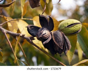 Pecan On A Tree