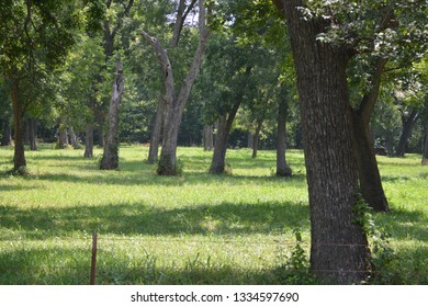 Pecan Orchard Spring