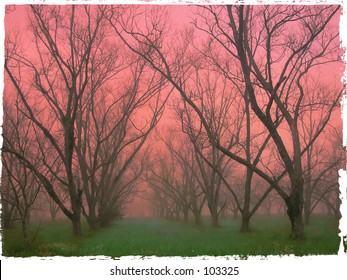 Pecan Orchard In Winter