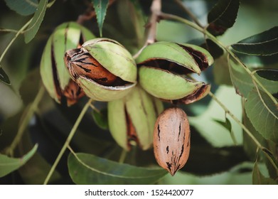 Pecan in shuck, ready for harvest