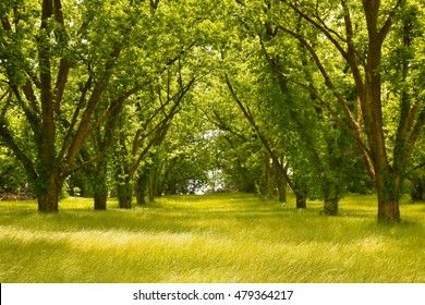 Pecan Tree Alley