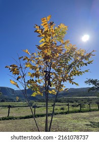 Pecan Tree Autumn Sun Farm