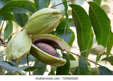 Pecan tree brunches with leaves and nuts