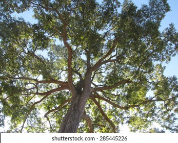 Pecan tree canopy