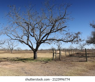 A Pecan Tree In A Dry Field In Texas, USA