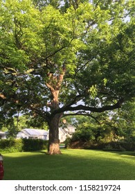 Pecan Tree At Dusk