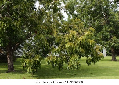 Pecan Tree Heavy Bent Limbs Weight Stock Photo 1153109009 | Shutterstock