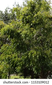 Pecan Tree Heavy Bent Limbs Weight Stock Photo 1153109012 | Shutterstock