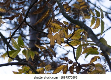 Pecan Tree Leaves  In Autumn