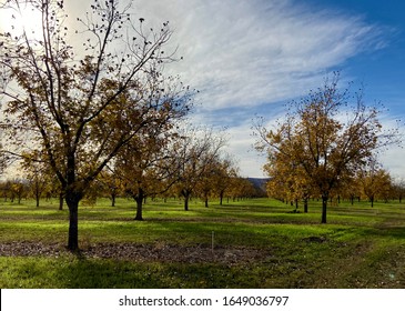 Pecan Tree Orchard In Autumn 