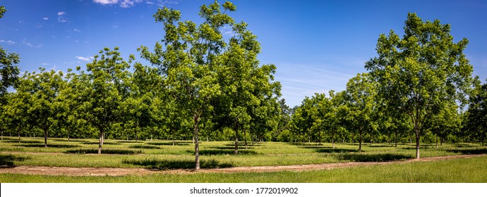 A pecan tree orchard in southeastern Georgia.
