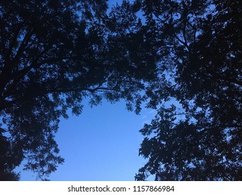 Pecan Tree Silhouette Against Sky