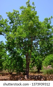 Pecan Tree In The Spring