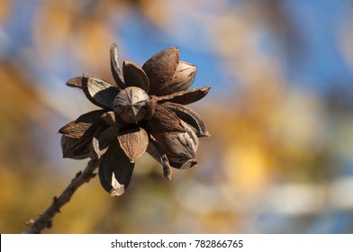 Pecans on a tree