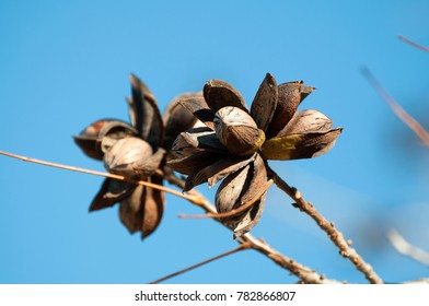 Pecans on a tree