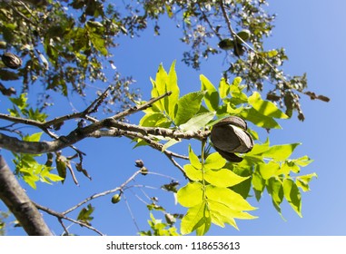Pecans on a tree branch with leaves