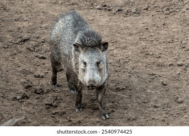 A pecari, also known as javelina or skunk pig in the Parque Zoologico Lecoq in the capital