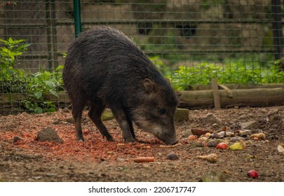 Pecari Tajacu Animal Between Trees In Summer Sunny Hot Day