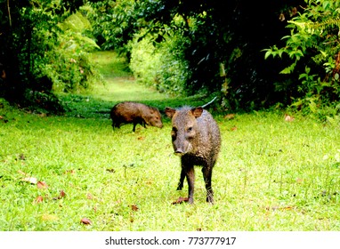 Peccary (family Tayassuidae), Also Called Javelin Or Javelina, In Arenal Volano National Park In Costa Rica