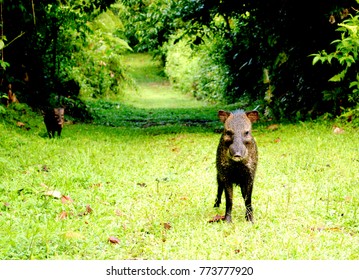 Peccary (family Tayassuidae), Also Called Javelin Or Javelina, In Arenal Volano National Park In Costa Rica