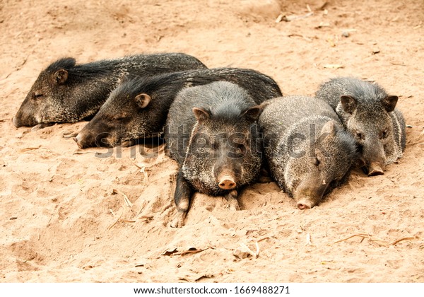 peccary group of peccary a medium sized mammal of the\
family tayassuidae or new world pigs peccary wildlife animal white\
female breed group mother meat farm dirty fat hilarious community\
wild black pi