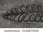 Pecopteris, a very common form genus of fern leaves (Carboniferous, León, Spain).